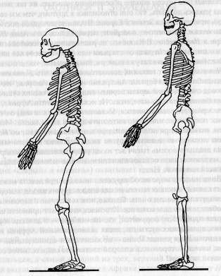 Расшифрованный код Ледового человека: От кого мы произошли, или Семь дочерей Евы - f10.jpg