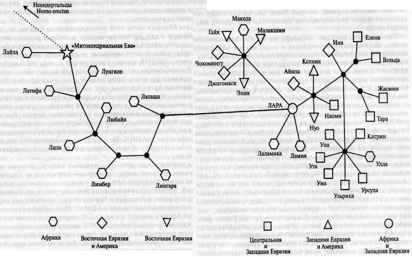 Расшифрованный код Ледового человека: От кого мы произошли, или Семь дочерей Евы - f24.jpg