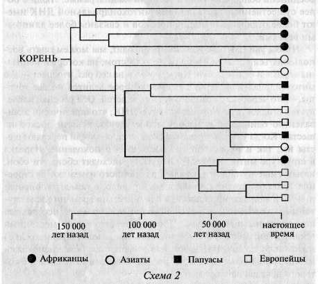 Расшифрованный код Ледового человека: От кого мы произошли, или Семь дочерей Евы - f3.jpg