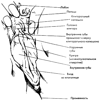 Библия секса. Обновленное издание - i_015.png