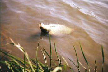 Рыбалка по открытой воде - _123.jpg