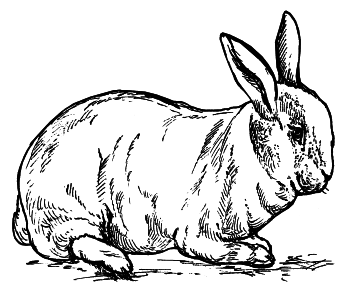 Кролики - i_015.png