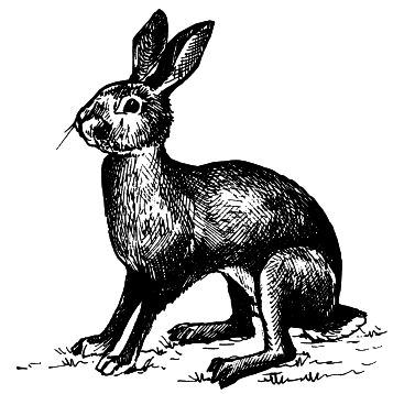 Кролики - i_017.png