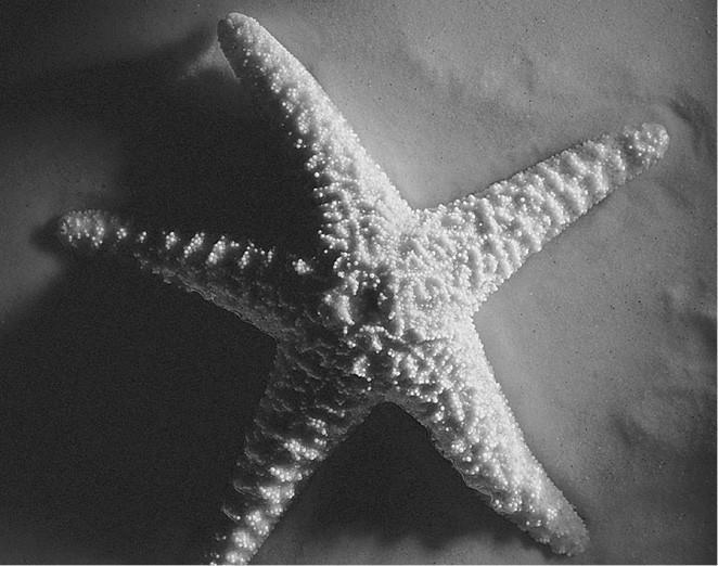 100 великих загадок природы - i_029.jpg