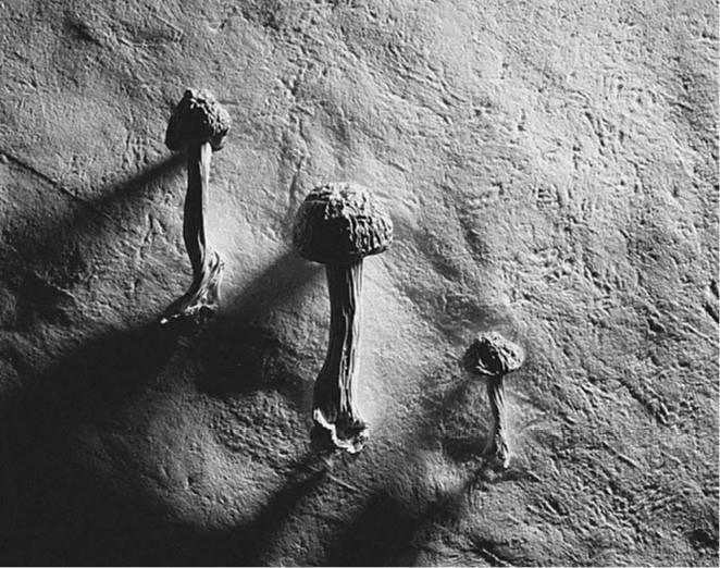 100 великих загадок природы - i_036.jpg