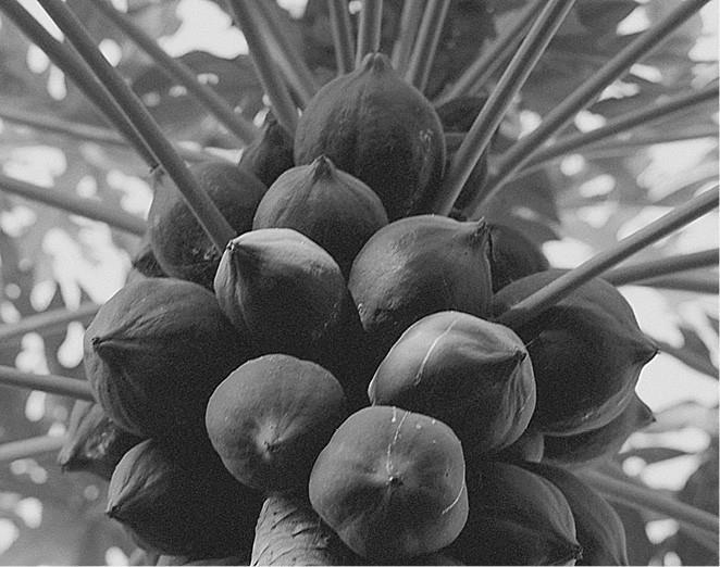 100 великих загадок природы - i_039.jpg