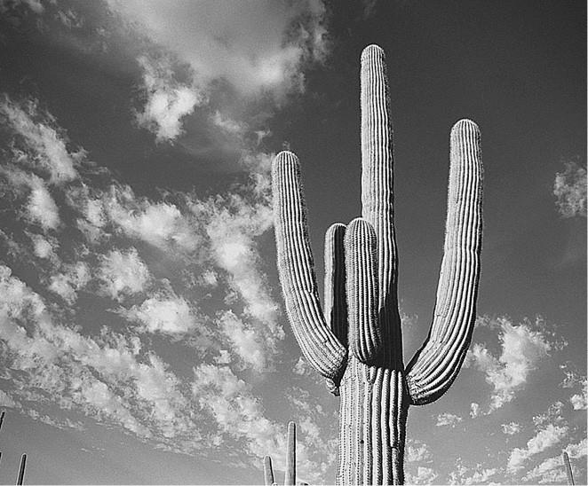 100 великих загадок природы - i_040.jpg