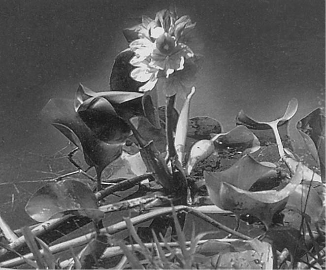 100 великих загадок природы - i_041.jpg