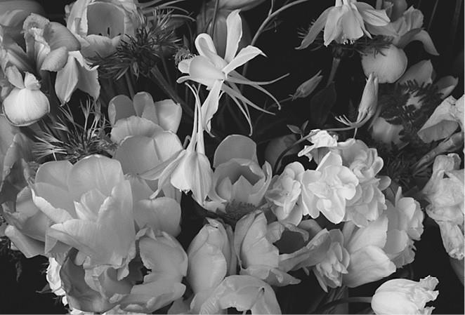 100 великих загадок природы - i_042.jpg