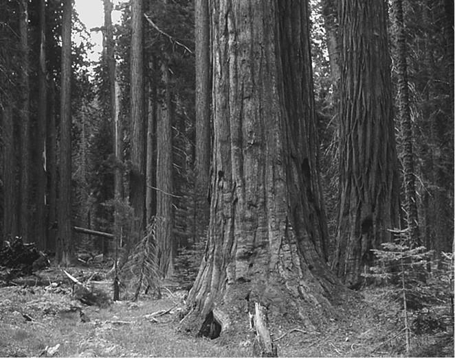 100 великих загадок природы - i_043.jpg