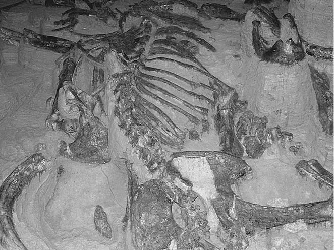 100 великих загадок природы - i_047.jpg