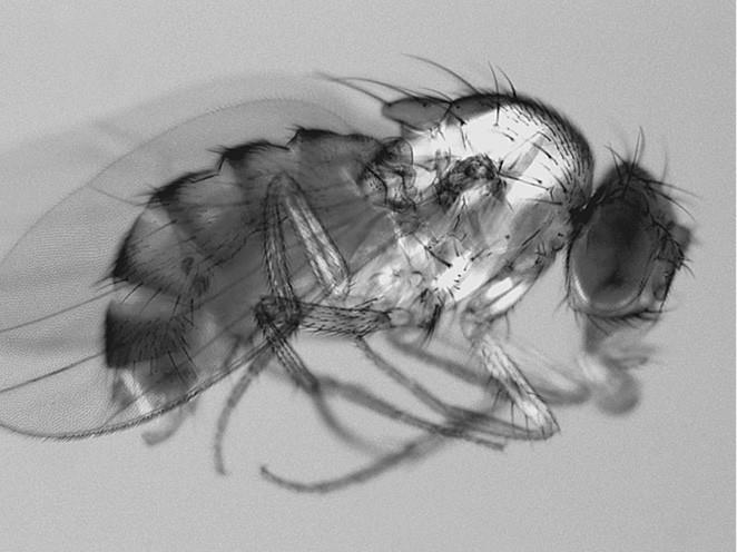 100 великих загадок природы - i_052.jpg