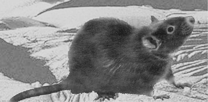 100 великих загадок природы - i_053.jpg