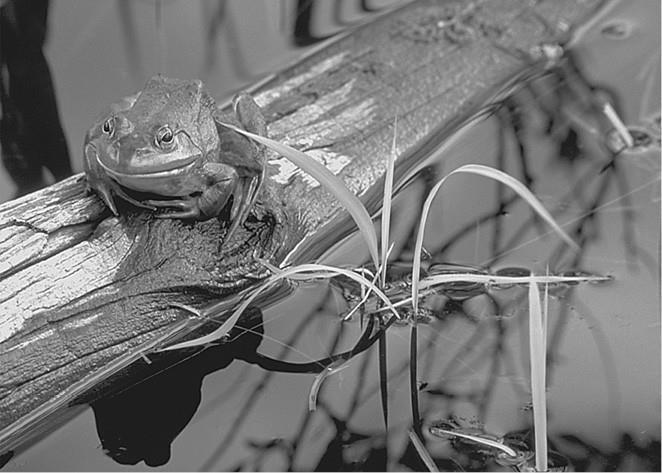 100 великих загадок природы - i_054.jpg