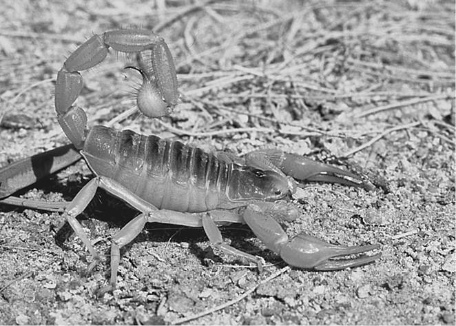 100 великих загадок природы - i_056.jpg