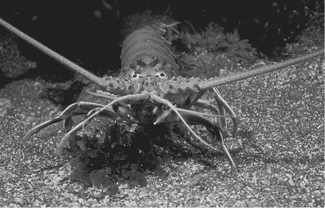 100 великих загадок природы - i_058.jpg