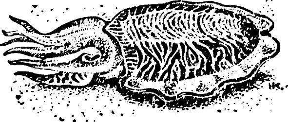 100 великих загадок природы - i_059.jpg