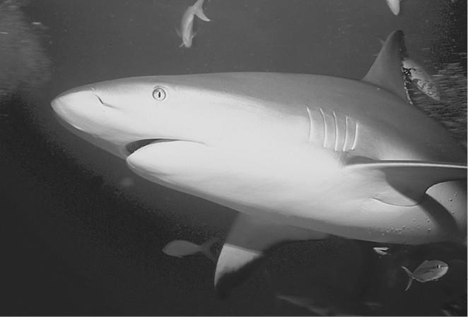 100 великих загадок природы - i_060.jpg