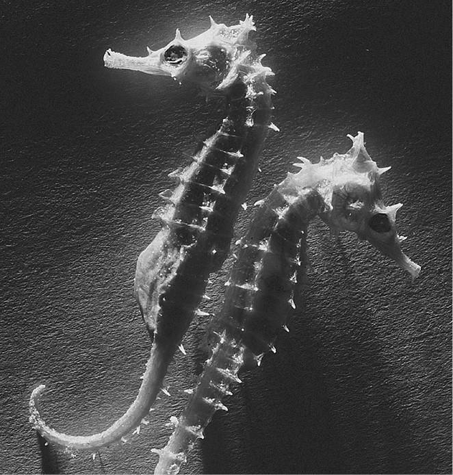 100 великих загадок природы - i_061.jpg