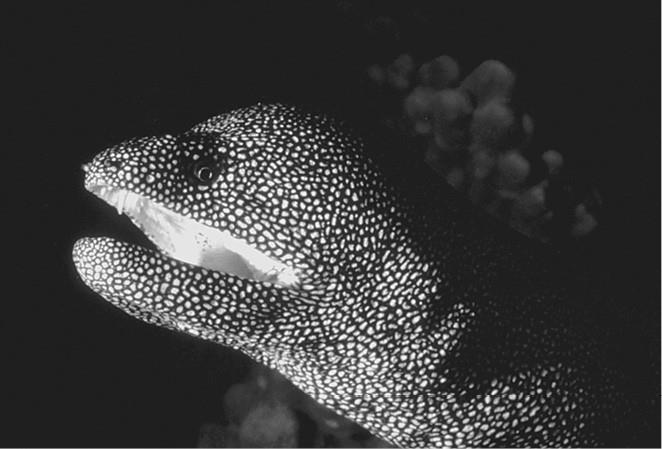 100 великих загадок природы - i_062.jpg