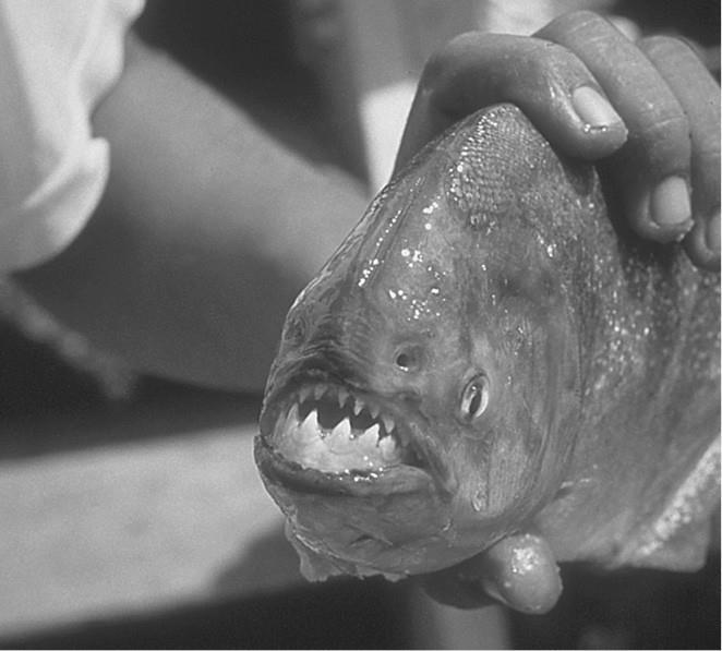 100 великих загадок природы - i_063.jpg