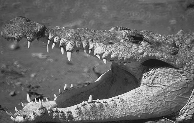 100 великих загадок природы - i_065.jpg