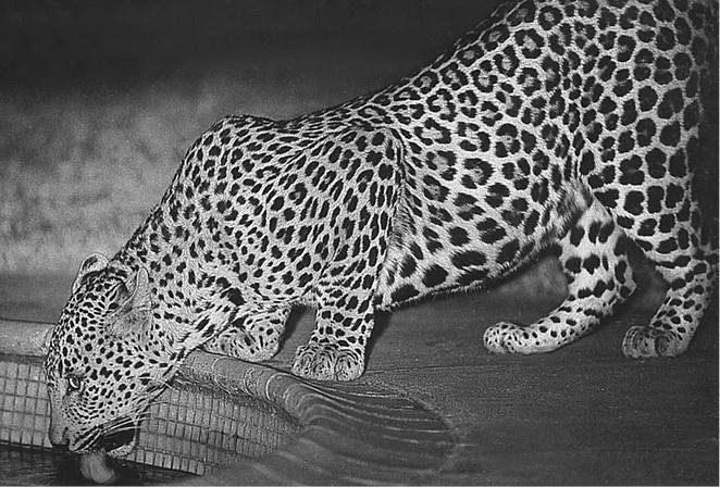 100 великих загадок природы - i_068.jpg