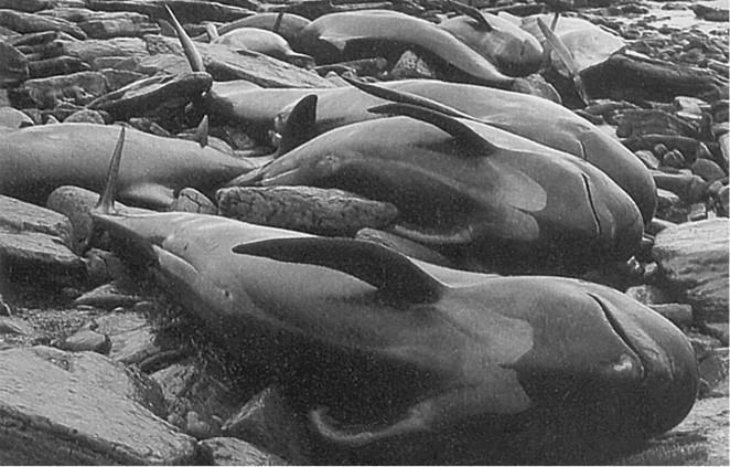 100 великих загадок природы - i_069.jpg