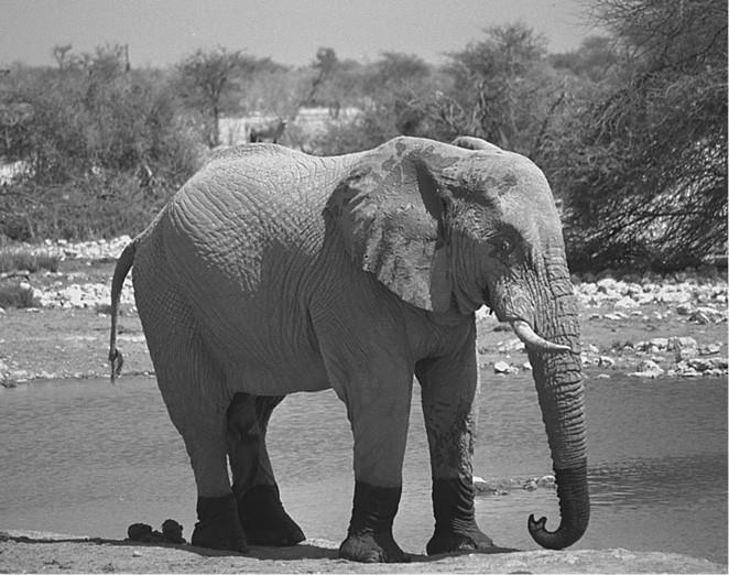 100 великих загадок природы - i_070.jpg