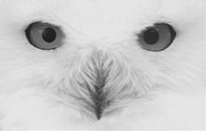 100 великих загадок природы - i_072.jpg