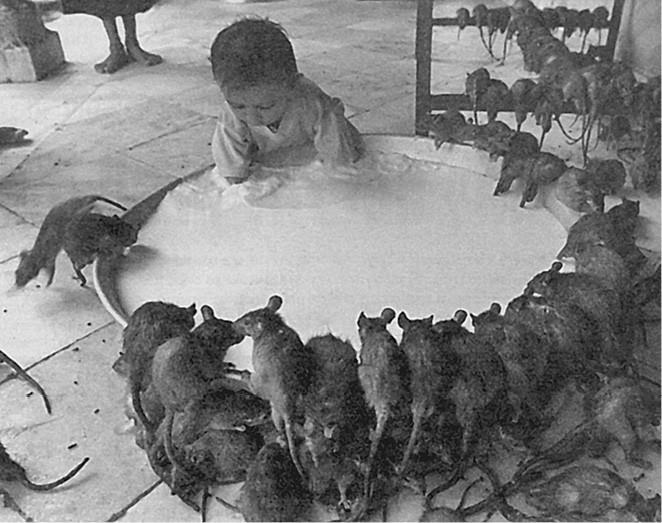 100 великих загадок природы - i_074.jpg