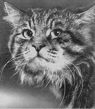 100 великих загадок природы - i_075.jpg