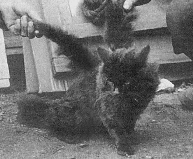 100 великих загадок природы - i_076.jpg