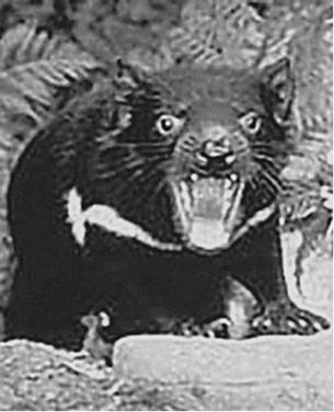 100 великих загадок природы - i_078.jpg