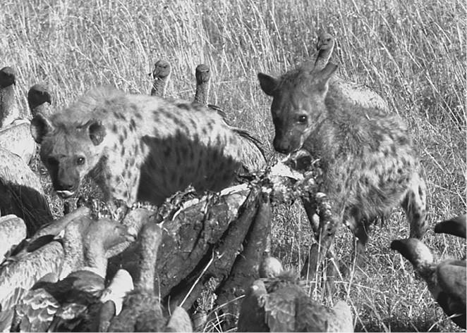 100 великих загадок природы - i_079.jpg