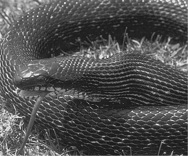 100 великих загадок природы - i_086.jpg