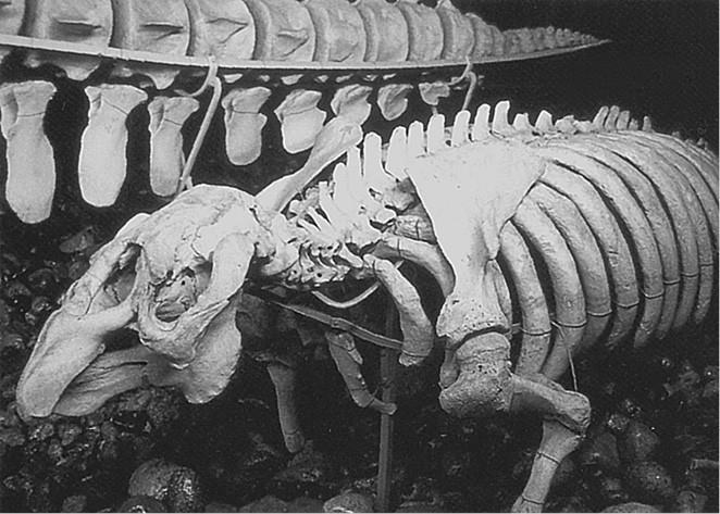 100 великих загадок природы - i_091.jpg