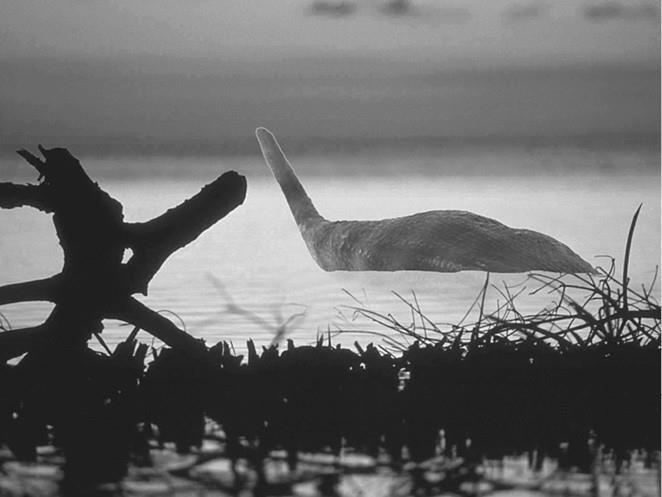 100 великих загадок природы - i_096.jpg