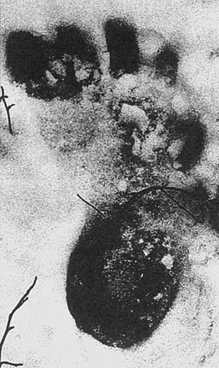 100 великих загадок природы - i_097.jpg