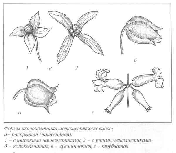 Клематисы - _38eh.jpg