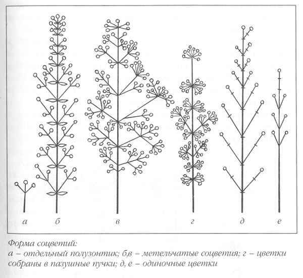 Клематисы - _41eh.jpg