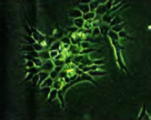 Журнал «Юный техник» 2007 №01 - _19.jpg