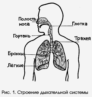 Стрельникова: гимнастика для тех, кто хочет меньше болеть. Дышим, говорим, поем правильно! - _025.png