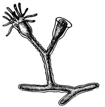 Борис Александрович Трофимов - _32.jpg