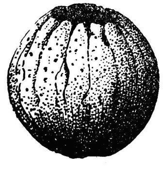 Борис Александрович Трофимов - _33.jpg