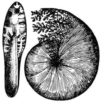 Борис Александрович Трофимов - _59.jpg