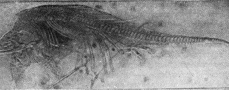 Борис Александрович Трофимов - _60.jpg