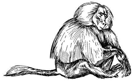 Обезьяны, обезьяны, обезьяны... - _36.jpg