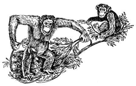 Обезьяны, обезьяны, обезьяны... - _55.jpg