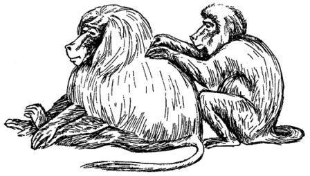 Обезьяны, обезьяны, обезьяны... - _35.jpg